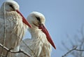 Stork of the wetlands Royalty Free Stock Photo